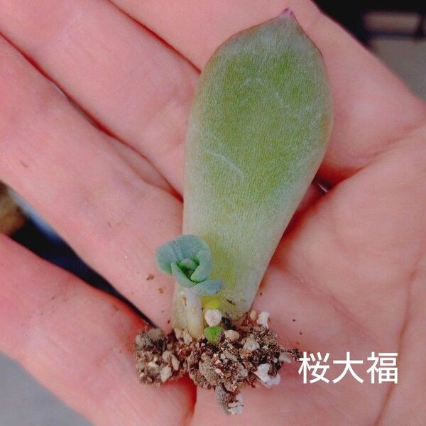 錦玉園桜大福 葉挿し苗 多肉植物