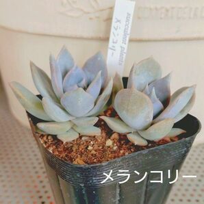 メランコリー 抜き苗 多肉植物 ゆうパケットポストまたはmini発送