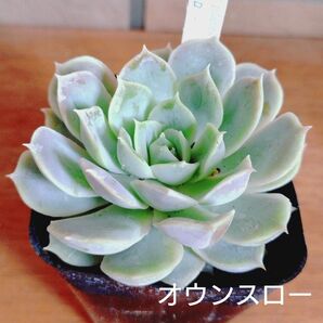 オウンスロー 抜き苗 多肉植物 ゆうパケットプラス発送