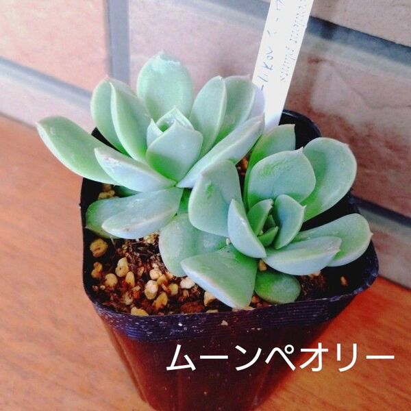 ムーンペオリー 抜き苗 多肉植物 ゆうパケットプラス発送