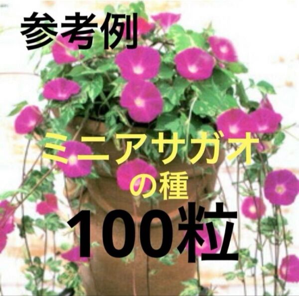【お得】ミニアサガオの種 100粒 赤色系