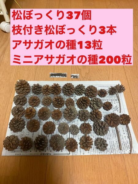 松ぼっくり37個、枝付き松ぼっくり3本、アサガオの種13粒、ミニアサガオ200粒