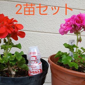 2品種 八重咲きと3色咲き ゼラニウム 挿し木苗 各1苗 観葉植物寄せ植えアロマハーブ天然オイル抜き苗でネコポス箱に入れて発送