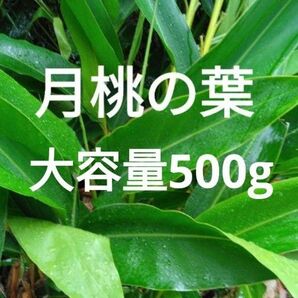 無農薬 月桃の葉 加工用 大容量500g以上 形や枚数お任せ 酵素チンキ 化粧水 アロマオイル染料月桃茶サンニンハーブ材料
