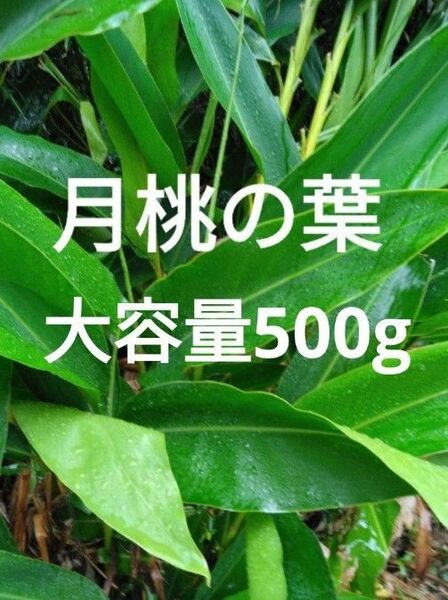 無農薬 月桃の葉 加工用 大容量500g以上 枚数お任せ 酵素チンキ 化粧水 アロマオイル 染料 月桃茶 サンニン ハーブ 材料