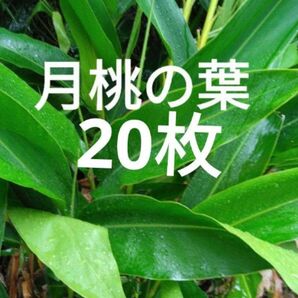 無農薬 月桃の葉 20枚以上 アロマオイル 観葉植物 ハーブ お茶 入浴剤 化粧水 自然農法