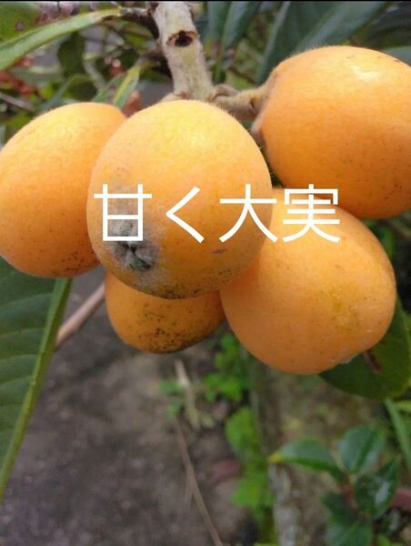 無農薬 甘く大実なビワ 2年生 苗木 2本 抜き苗 観葉植物苗果物フルーツ実生苗 果樹 常緑樹 チンキ お茶