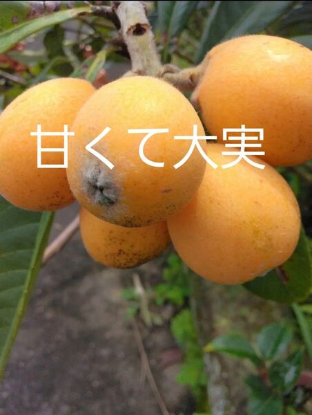 無農薬 甘く大実なビワ 2年生 苗木 2本 抜き苗 観葉植物苗果物フルーツ実生苗 果樹 常緑樹 チンキ お茶