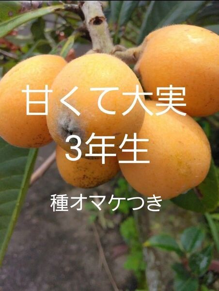 無農薬 超極早生甘く大実なビワ 3年生苗木1本抜き苗+種オマケ フルーツ実生苗果樹常緑樹 チンキお茶びわ枇杷 抜き苗で発送