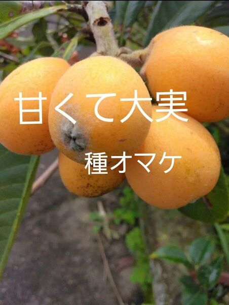 無農薬 超極早生 甘く大実なビワ 2年生苗木2本抜き苗 種オマケ 観葉植物 苗果物フルーツ実生苗果樹常緑樹チンキ お茶びわ枇杷