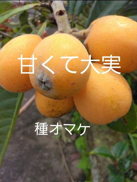 無農薬 超極早生ビワ 2年生実生苗2本 抜き苗 種オマケつき 観葉植物苗果物フルーツ果樹チンキ