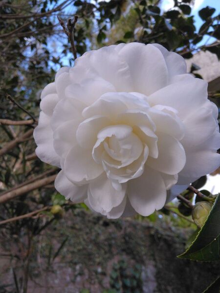 大輪 さつま 薩摩 挿し木用枝3本 観葉植物 花 宿根草 シンボルツリー花壇ガーデニング 挿し穂白い花八重咲きツバキつばき椿
