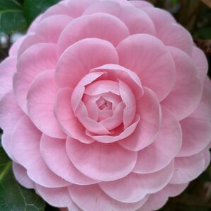 乙女椿 挿し木用枝3本 観葉植物 花 宿根草 シンボルツリー 花壇ガーデニング 挿し穂 常緑樹 八重咲き ピンク色の花