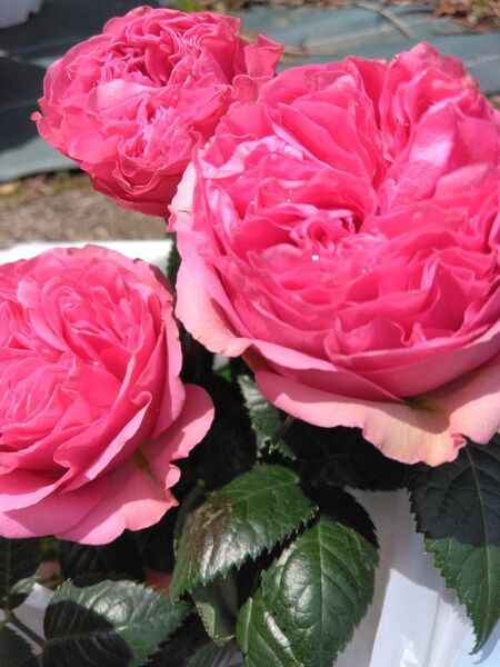 八重咲き バラ苗 つぼみつき 挿し木苗1本 花苗 薔薇 切り花 観葉植物 ゼラニウム あじさい好きにも ピンクの花