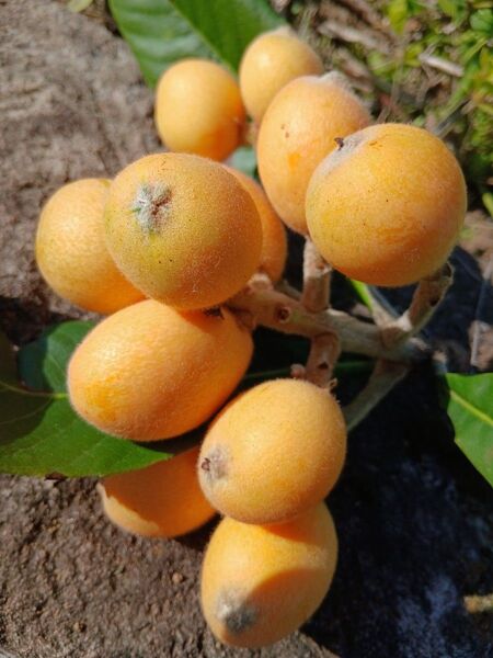 無農薬 ビワ 2年生 実生苗 苗3本 果樹 苗木 枇杷 チンキ 果物 南国フルーツ 大実 動物のエサ シンボルツリー 生け垣