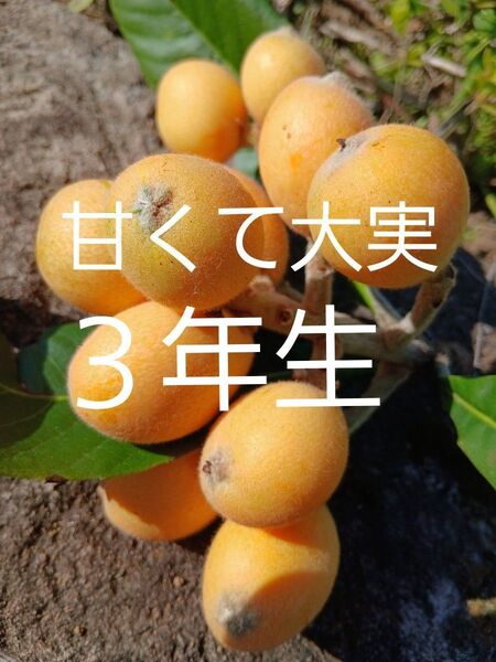 無農薬 甘く大実なビワ ちょっと大きな3年生 苗木 2本 抜き苗 観葉植物苗果物フルーツ実生苗 果樹 常緑樹 チンキ お茶