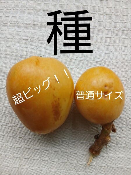 無農薬 超極早生 甘く大実なビワ 今年の種5粒 観葉植物苗果物フルーツ 果樹 常緑樹 チンキ 南国フルーツ 枇杷 びわ