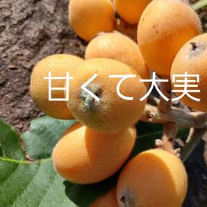 無農薬 甘く大実なビワ 2年生 苗木 2本 抜き苗 観葉植物苗果物フルーツ実生苗 果樹 常緑樹 チンキ お茶びわ枇杷 抜き苗で発送