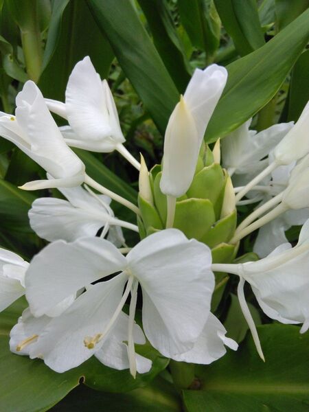 無農薬 ホワイトジンジャーリリー 2苗 切り花 香水 アロマオイル 芳香花 観葉植物 初心者向け