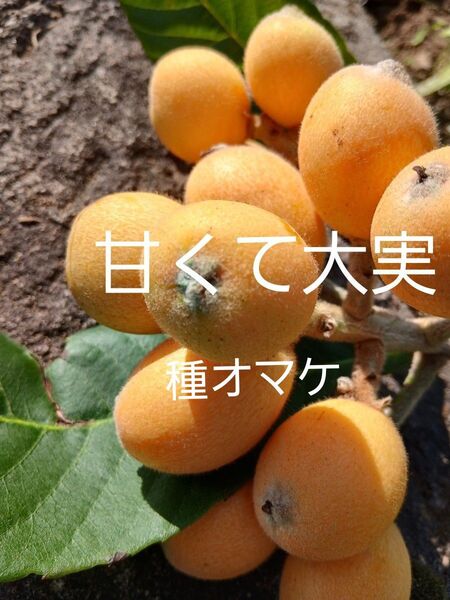 無農薬 甘く大実なビワ2年生苗木2本抜き苗 種オマケつき 観葉植物苗果物フルーツ実生苗 果樹 常緑樹 チンキ お茶びわ枇杷