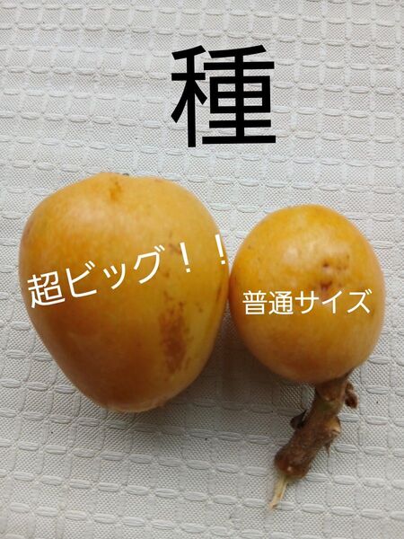 無農薬 超極早生 甘く大実なビワ 今年の種5粒 観葉植物苗果物フルーツ 果樹 常緑樹 チンキ 南国フルーツ 枇杷 びわ