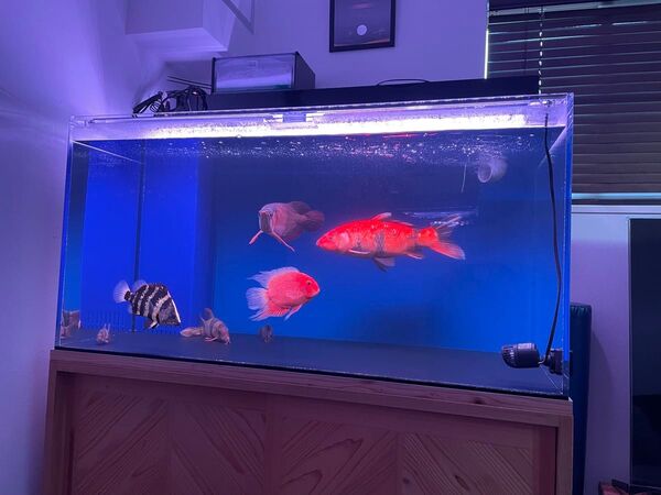 アクリル水槽、上部フィルターセット