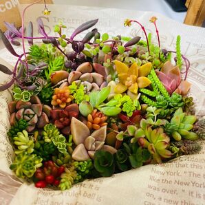 多肉植物寄せ植え2セットカット苗