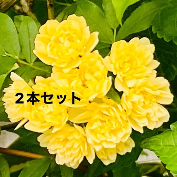 モッコウバラ黄色 根付き苗2本セット