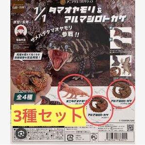 【3種セット】1/1 タマオヤモリ&アルマジロトカゲ