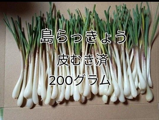 島らっきょう(皮むき、根切済)