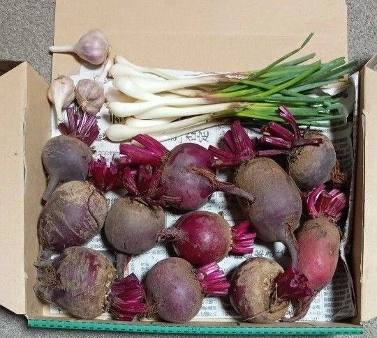 野菜(ビーツ、島ニンニク、島らっきょう)