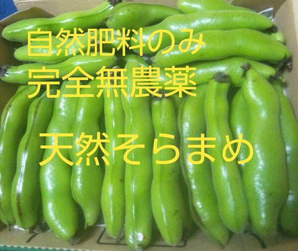 箱にぎっしり!注文順収穫!自然肥料のみ!完全無農薬!こだわりの天然そらまめ