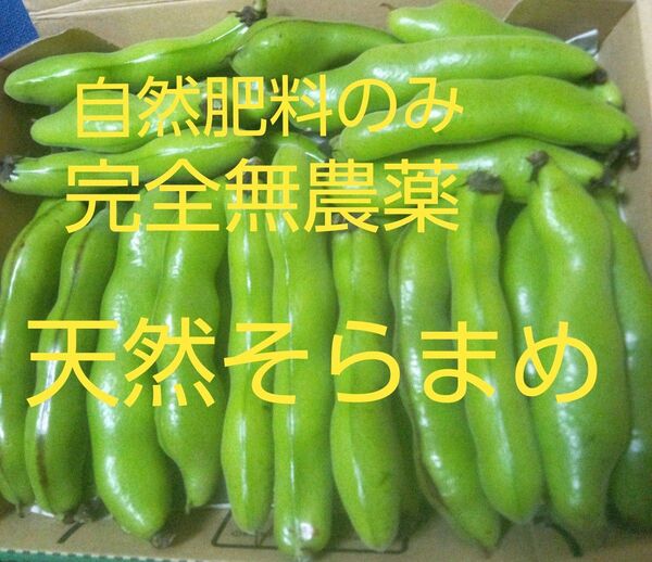 注文順収穫!自然肥料のみ!完全無農薬!こだわりの天然そらまめ