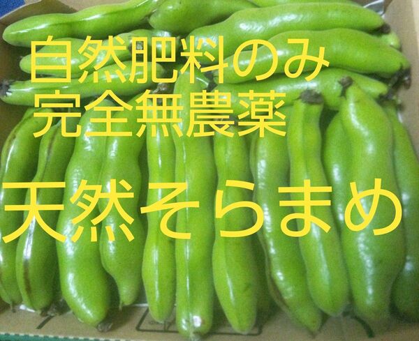 注文順収穫!自然肥料のみ!完全無農薬!こだわりの天然そらまめ1.3kg以上