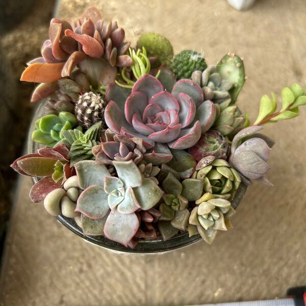 多肉カット苗寄せ植え