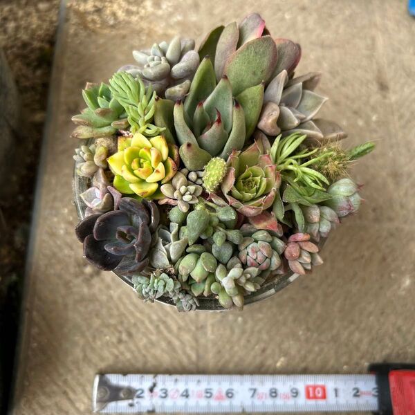 多肉カット苗寄せ植え