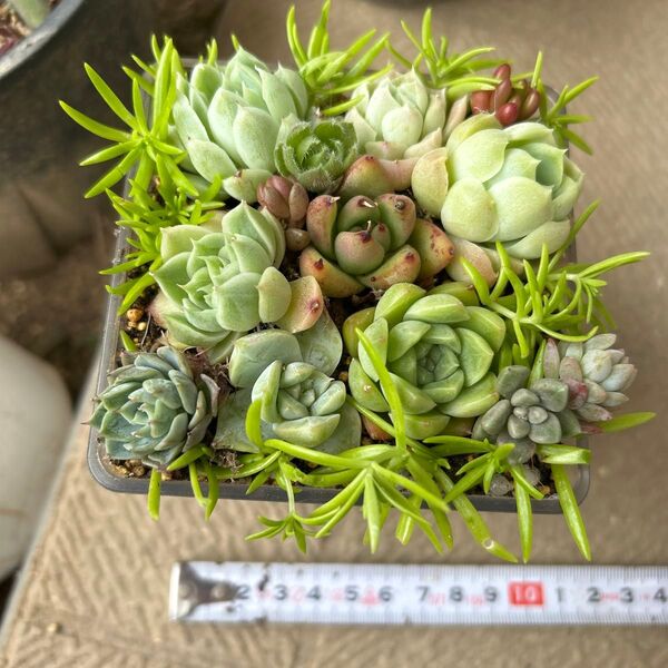 多肉寄せ植えセット