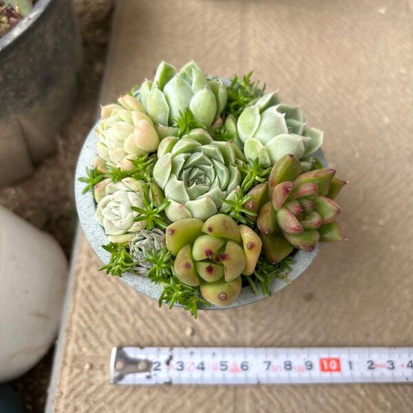 多肉寄せ植えセット