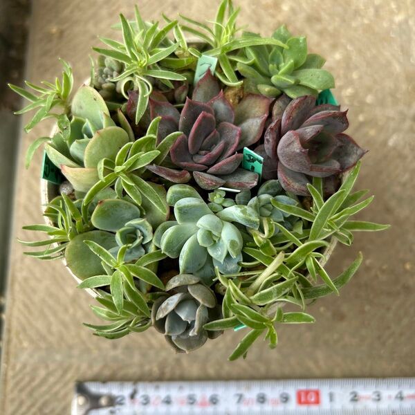 多肉寄せ植えセット