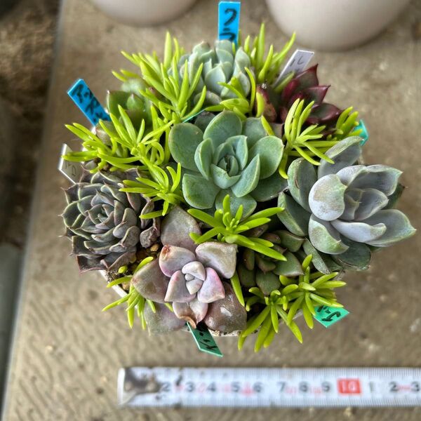 多肉寄せ植えセット