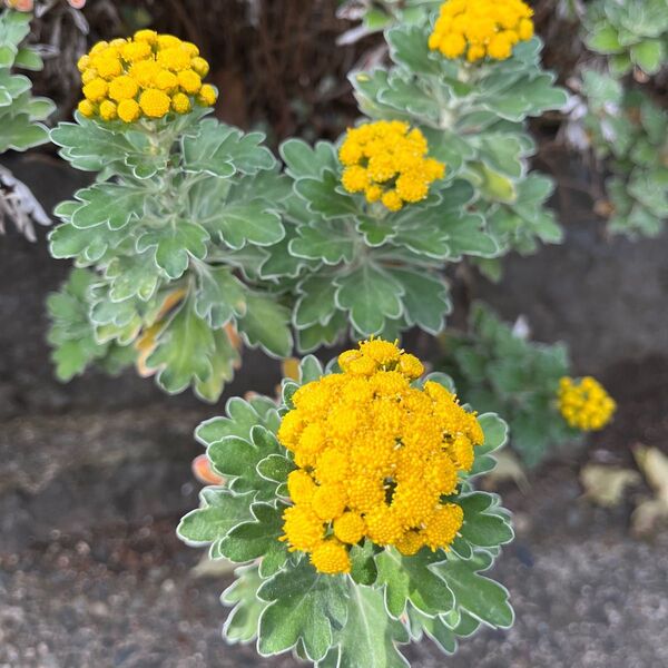 イソギク 磯菊 抜き苗 20本
