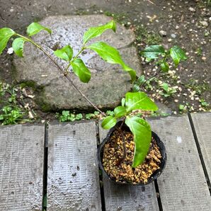 蝋梅 抜き苗2株