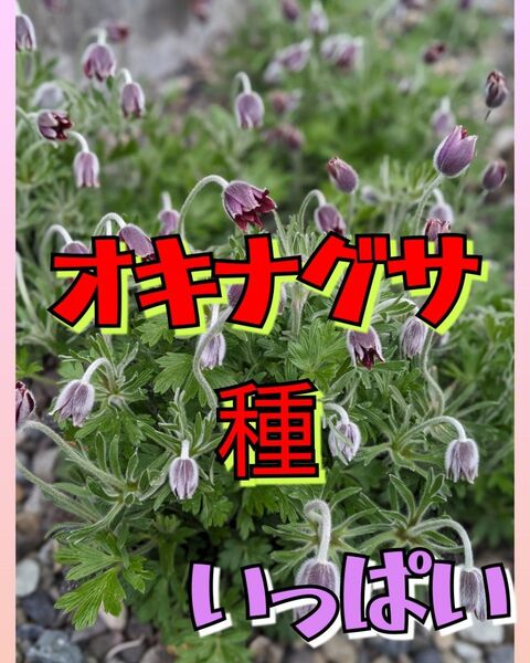 オキナグサ 種 翁草 いっぱい