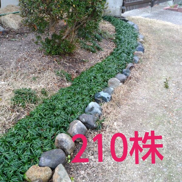タマリュウ 210株 ガーデニング りゅうのひげ