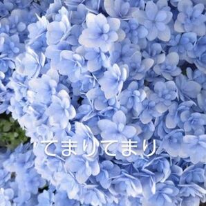 紫陽花「てまりてまり」苗