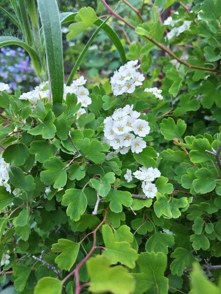 「みつでいわがさ」さし木苗