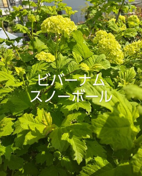 ビバーナム「スノーボール」苗木