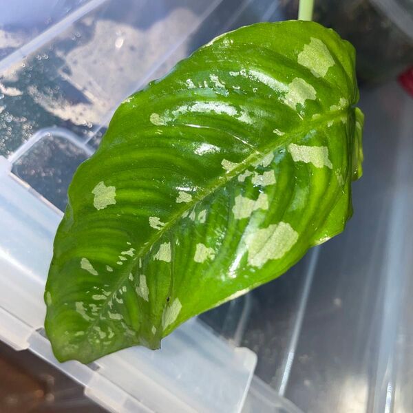 ホマロメナ Homalomena Noboguinensis 東セピック州 PNG ID便 カット株