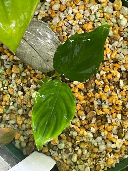 Ooia sp.grabowskii Silver オオイア sp.グラボースキー シルバー