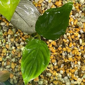 Ooia sp.grabowskii Silver オオイア sp.グラボースキー シルバー